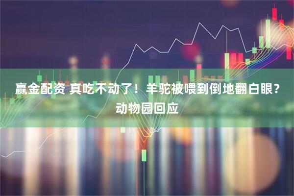 赢金配资 真吃不动了！羊驼被喂到倒地翻白眼？动物园回应